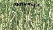 ЗКПУ Зора