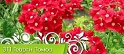ЗП Георги Томов